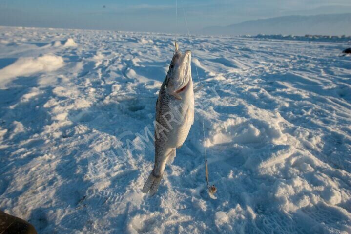 Рыбалка зимняя Алаколь