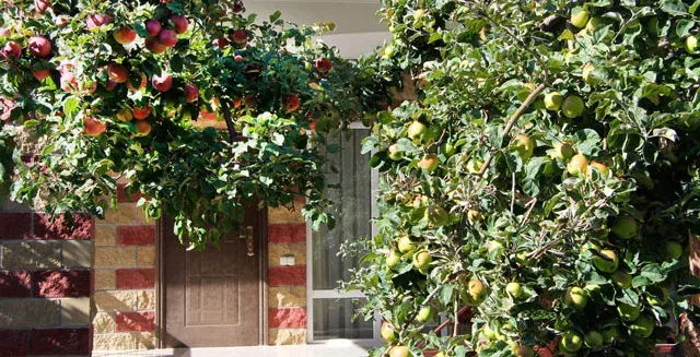 Озелененная территория вокруг Орионов