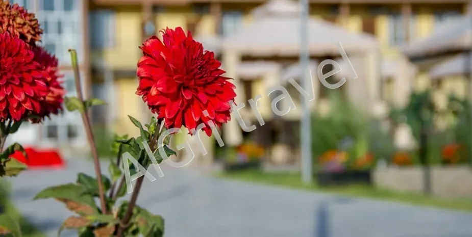 Ориент Алаколь