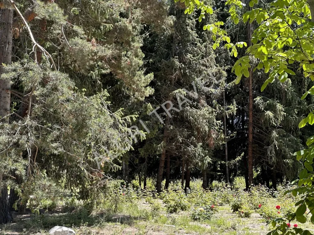 Территория утопает в зелени