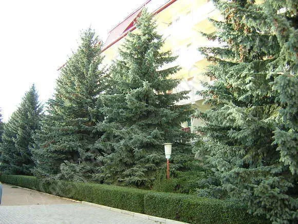 Благоустроенная территория