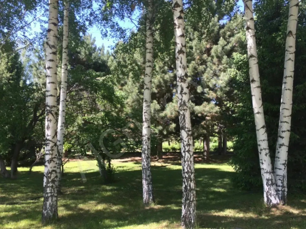 Санаторий расположен в парковой зоне