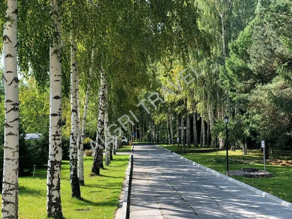 Березовая роща в санатории