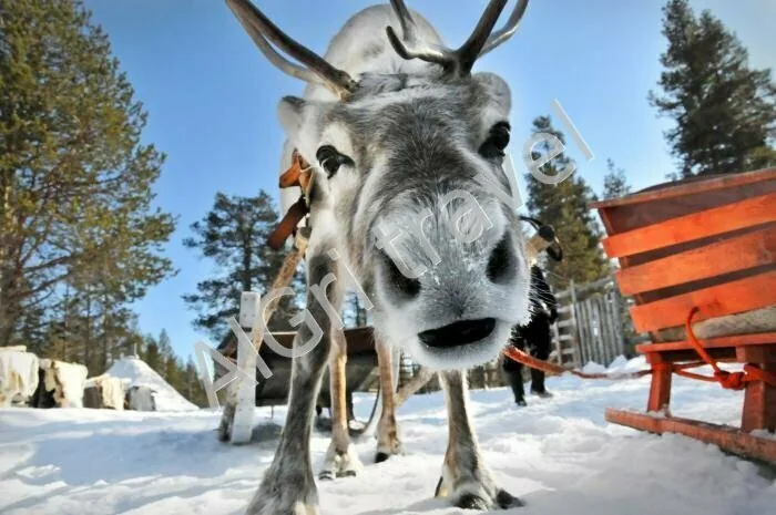 Поездка на оленью ферму - это и умильно, и интересно Оленья ферма в Лапландии